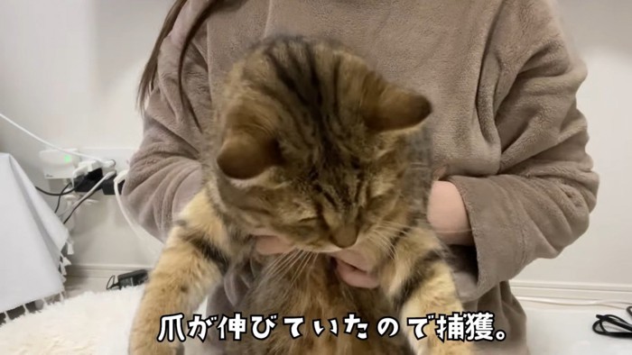 抱っこされている猫