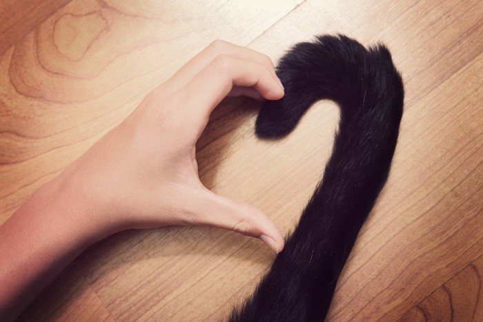 猫と一緒に作ったハート