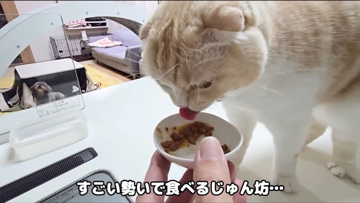 皿に乗ったウエットフードを食べる猫