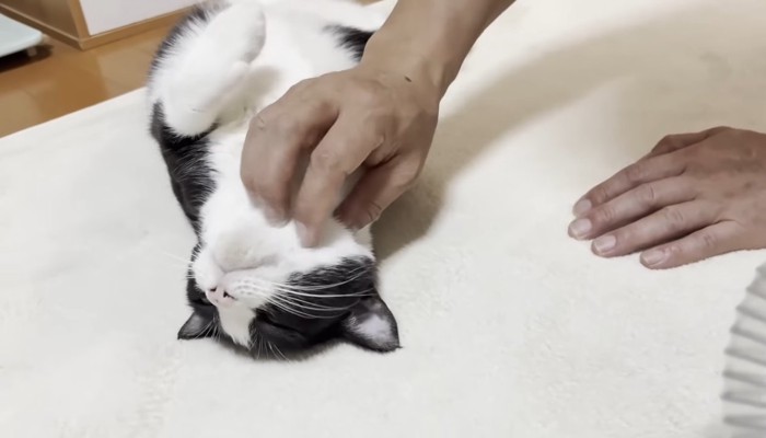 なでなで