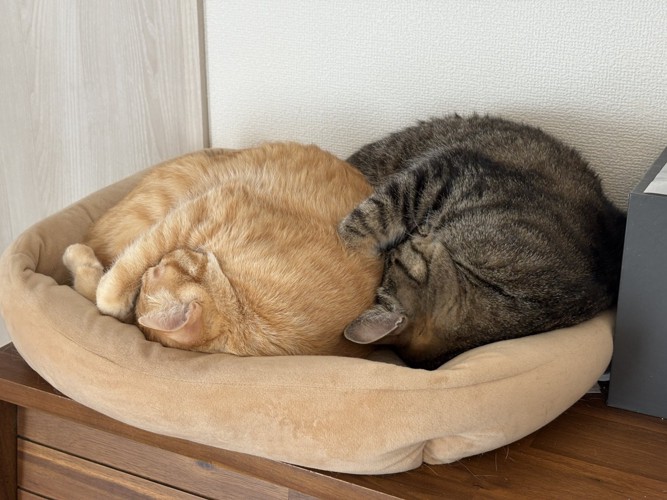 丸くなって寝ている2匹の猫