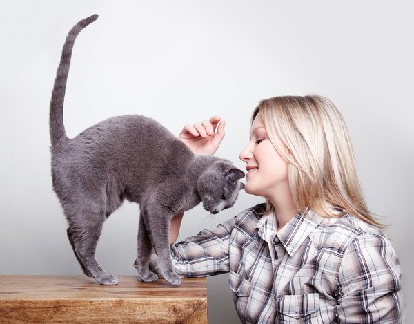 女性の側にいる灰色猫