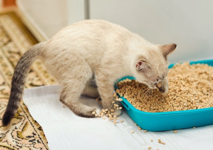 トイレの砂をかきだす猫