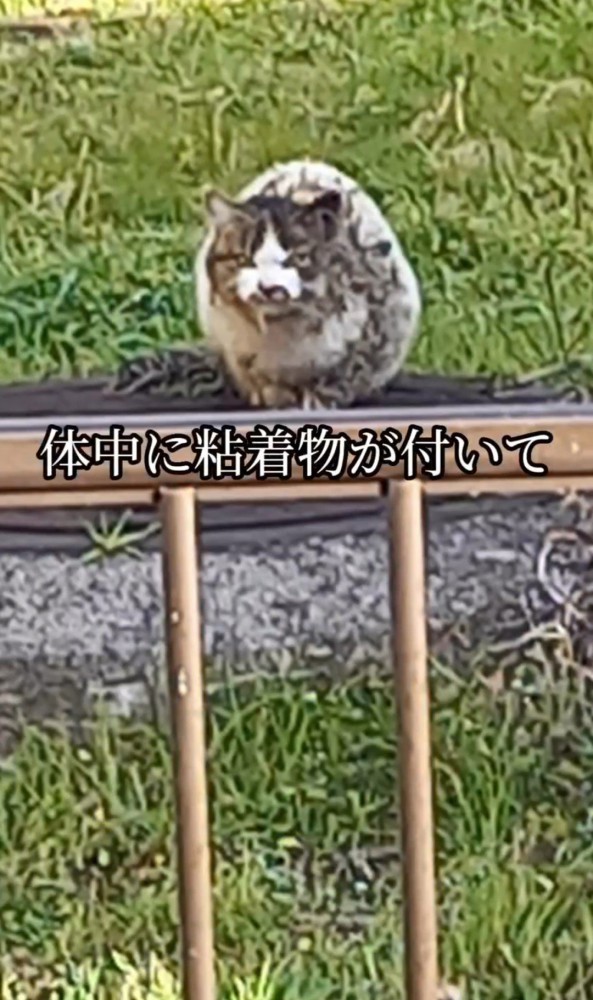 こちらを見る汚れた猫