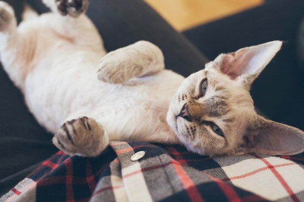 飼い主にお腹を見せる白い猫