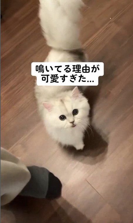 目がクリクリな猫