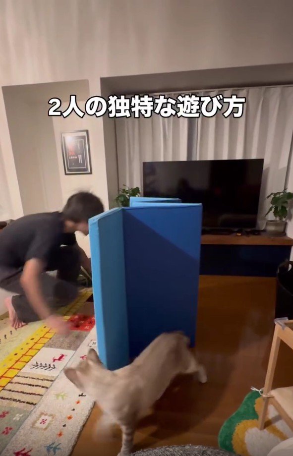 遊んでいる猫とパパさん