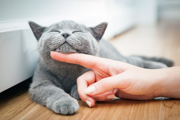 撫でられて気持ちよさそうな猫