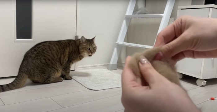 飼い主さんを見るみにらくん