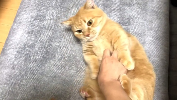 お腹モフり中