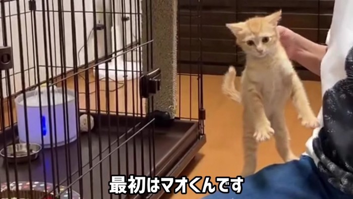 首根っこを掴まれる茶トラの子猫