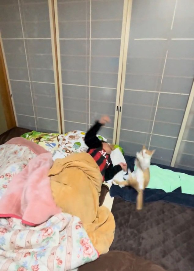 飛ばされる猫