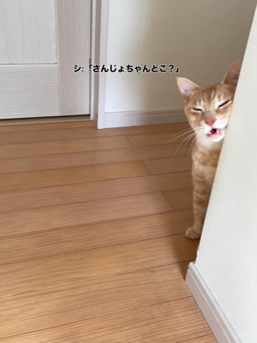 壁の角にスリスリする猫