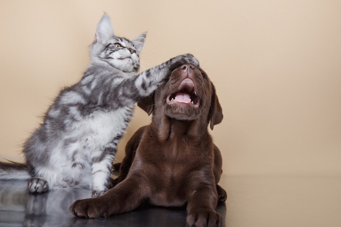 犬の顔を手で押さえる猫