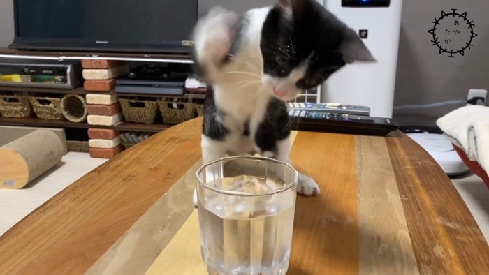 コップの水を触る猫