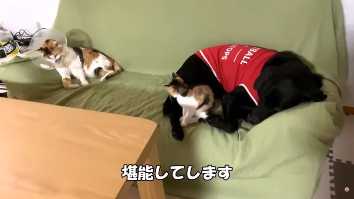 ソファでくつろぐ犬猫達