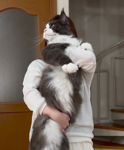 飼い主に腕と腹を持たれ、抱っこされる猫