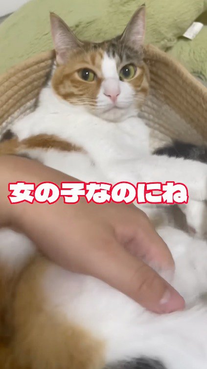 三毛猫の腹を撫でる飼い主