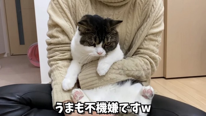 抱っこされる立ち耳猫