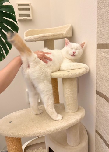 おしりを向ける猫