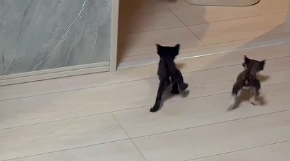 小走りで移動する複数の赤ちゃん猫