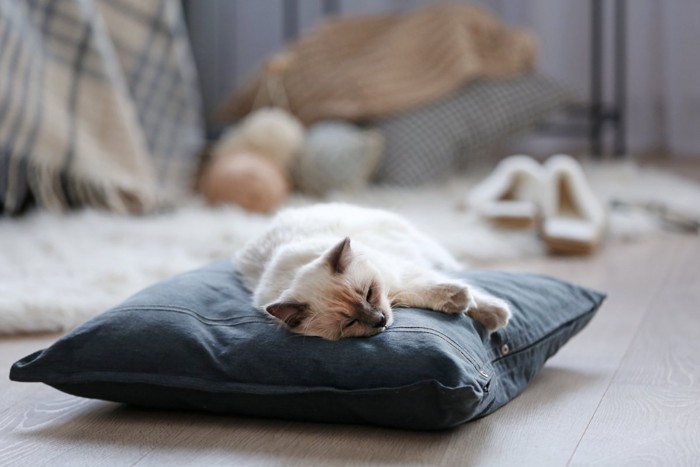 クッションの上で眠る猫