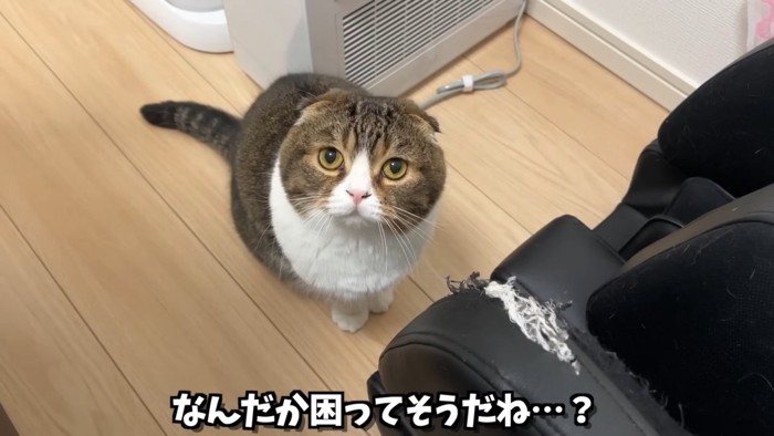 座って見上げる猫