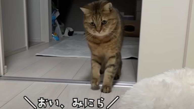 室内にいる猫