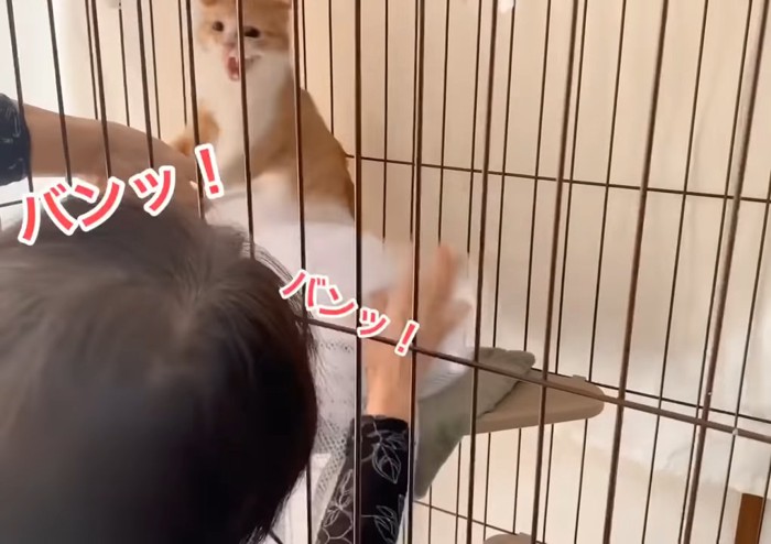 口を開けて猫パンチする猫