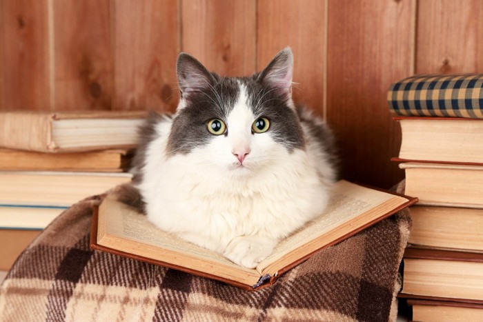 読書する猫