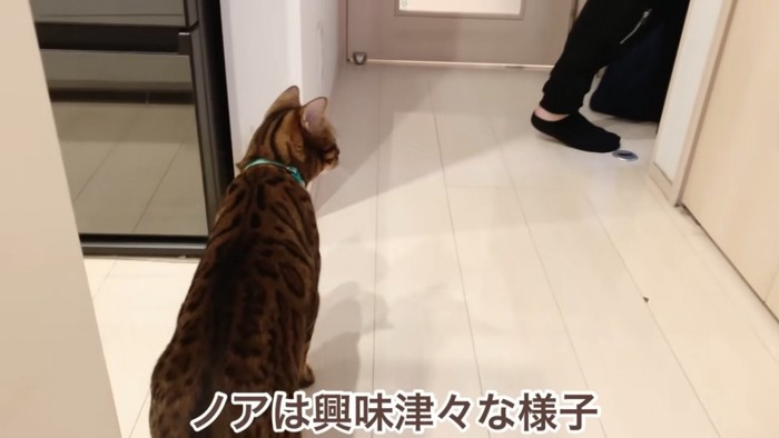 緑色の首輪の猫