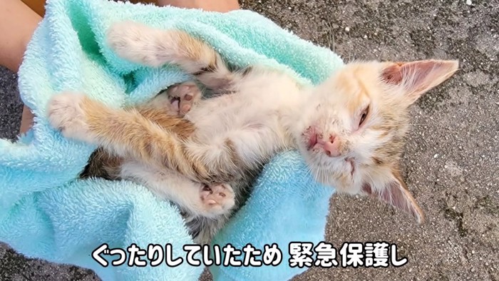 弱っている子猫