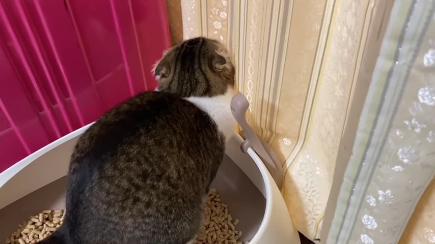 トイレに入る猫