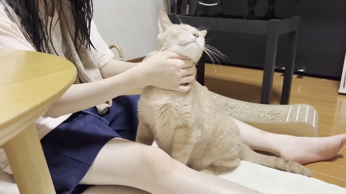 首元を撫でられて目を閉じる猫ちゃん