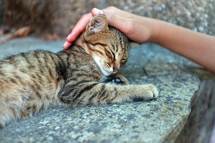 人に頭を撫でられている野良の子猫