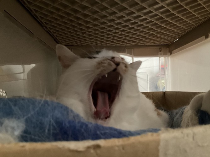 あくびする猫