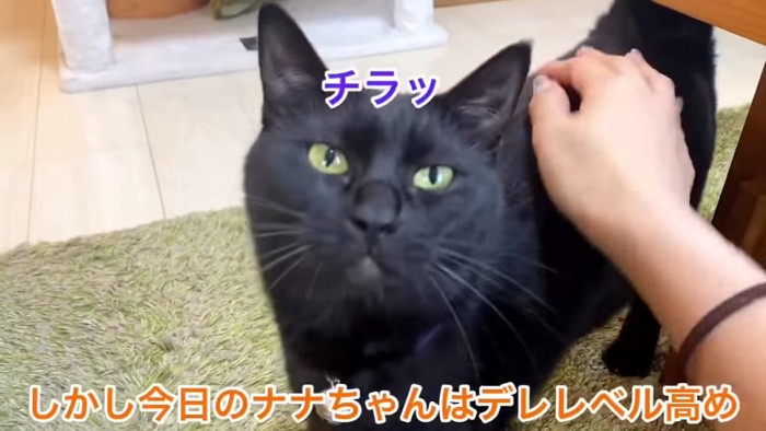 見上げる黒猫