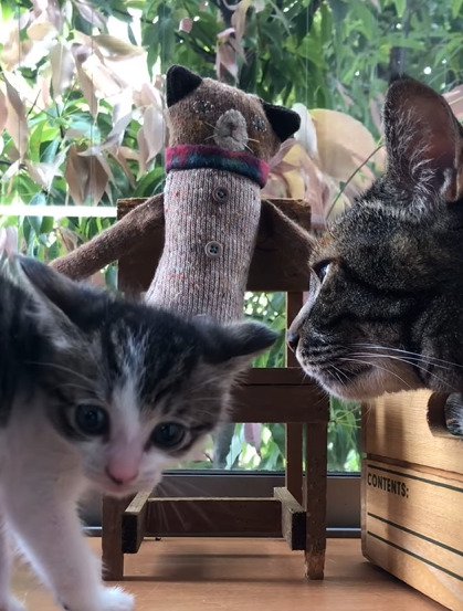 カメラの方を向く子猫