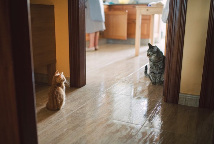 少し離れて見つめ合う二匹の猫