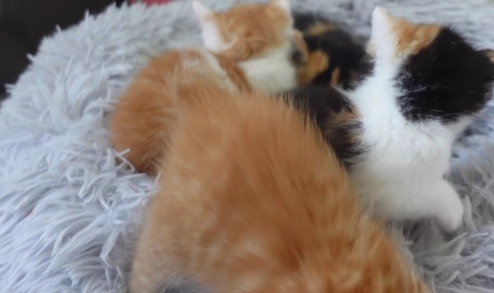 4匹の子猫の後ろ姿
