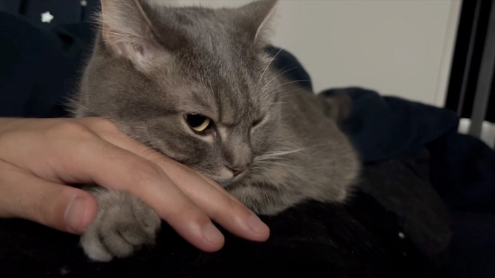 目が覚めた猫