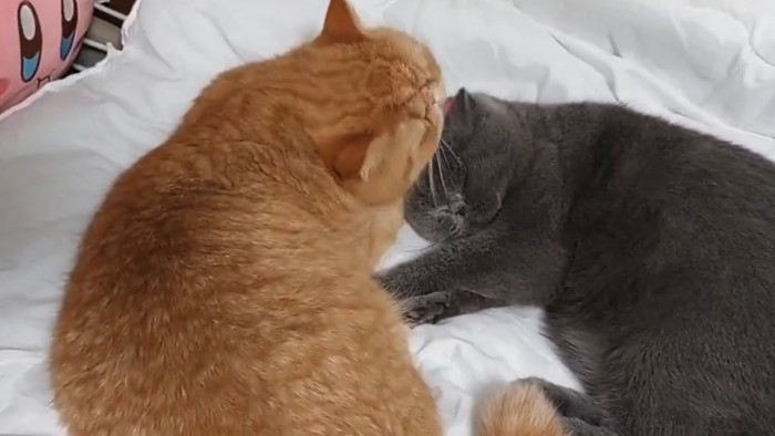 耳の毛づくろいを兄猫（茶）にしてもらう弟猫（グレー）