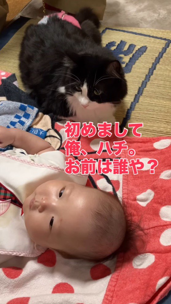 赤ちゃんに視線を向ける猫
