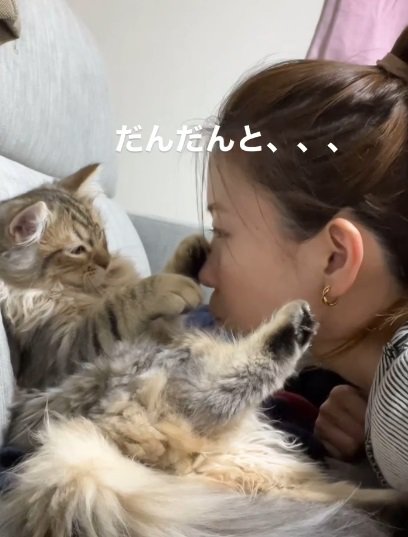 人と猫が見つめ合う（だんだんと、、、）