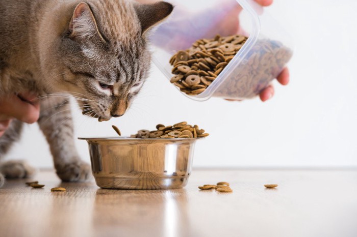 餌を貰う猫