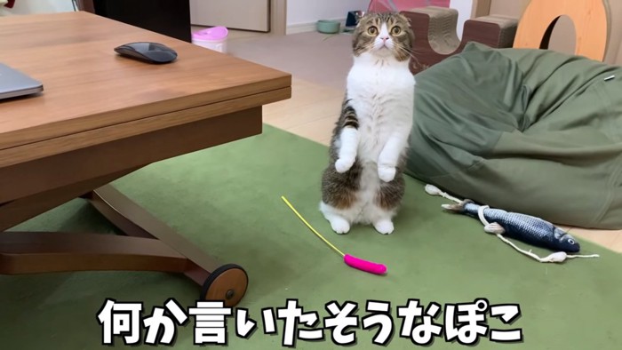 立つ猫