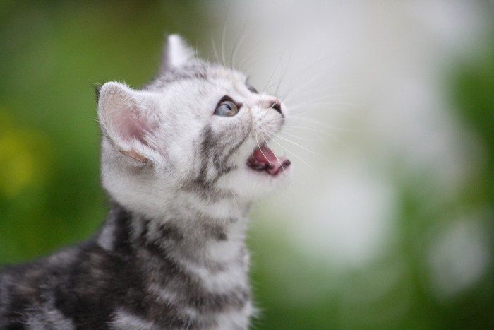 鳴いている子猫