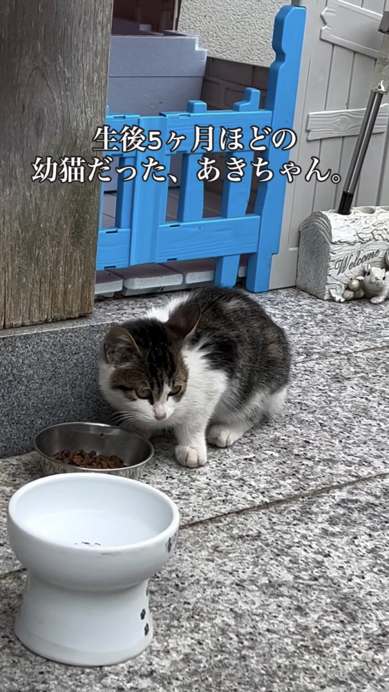 餌を食べる子猫