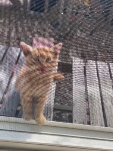 外で鳴いている子猫
