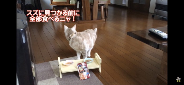 後ろに振り返る猫